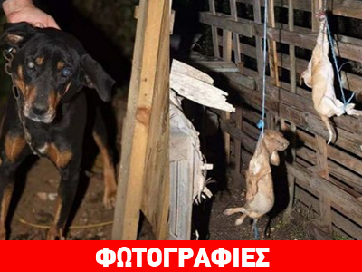 Ιωάννινα: Απαγχονισμένα κουτάβια βρέθηκαν στη Λεμονιά